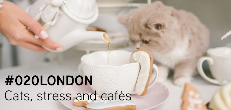 Colliers's tweet photo. #020London | We’re beginning to see openings of #cafés which offer the chance to de-stress by petting cats &amp; meditating while drinking #coffee and eating cake. Read more about these new #concepts that are geared to the personalities &amp; needs of customers at https://t.co/RJIkVOeRup https://t.co/2k8JwFOt78