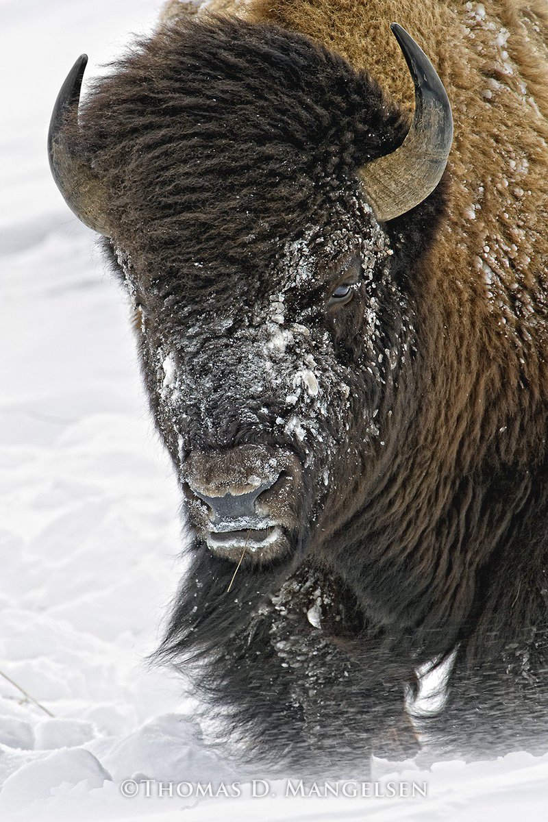 Did you know we have a pristine collection of Thomas <a href="/mangelsen/">Thomas D Mangelsen</a>   framed prints? Announcing special pricing on these gorgeous wildlife photos, which make great gifts for the nature lovers on your list, just in time for the holidays!! Visit or call 310-452-2842 to learn more!