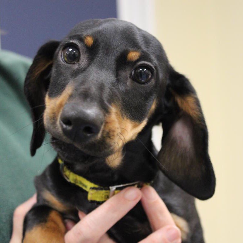 DT_Evesham's tweet image. Meet Billy the Daschund. He is 16 weeks old and hoping to be settled in his new home really soon 🐾❤️ dogstrust.org.uk/rehoming/dogs/… @DogsTrust