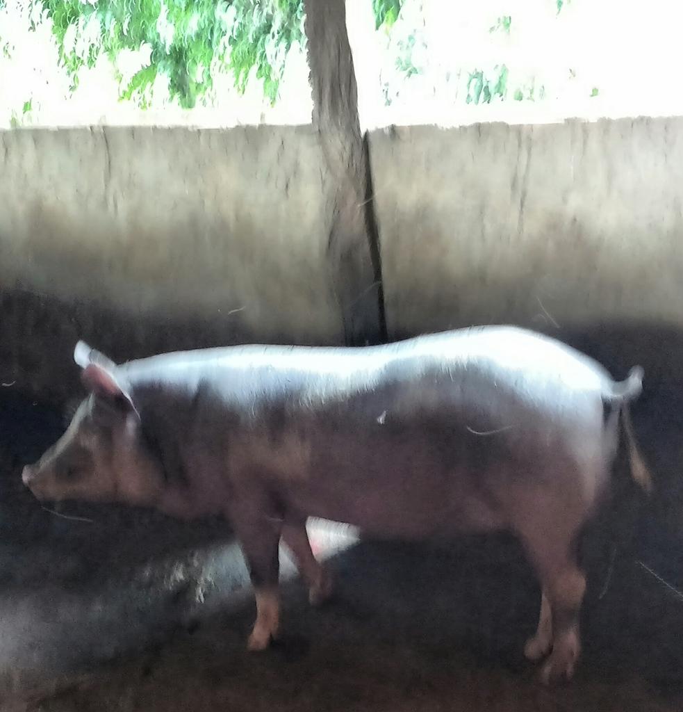 maisumafa_tati's tweet photo. @DaniloGentili Fico só imaginando o senhor Gentili nesse tipo de lugar 😂😂😂😂😂😂 morre de medo de insetos 🙄 ui ui ui #Mato  #SitioDoBaleado #MeuTio https://t.co/vHWKHaU0Yg