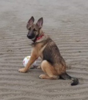 HunnyJax's tweet photo. #LOST since 23 Nov 201
'TARA' Female German Shepherd Dog #GSD
Young Adult  Tan &amp; black
Microchipped 
Lost from Anchor Lane Ingoldmells #Skegness PE25
Poss Sighting a.m. of 5 Dec  on Skegness Road heading towards Chapel St Leonards https://t.co/s44fAGa8gm