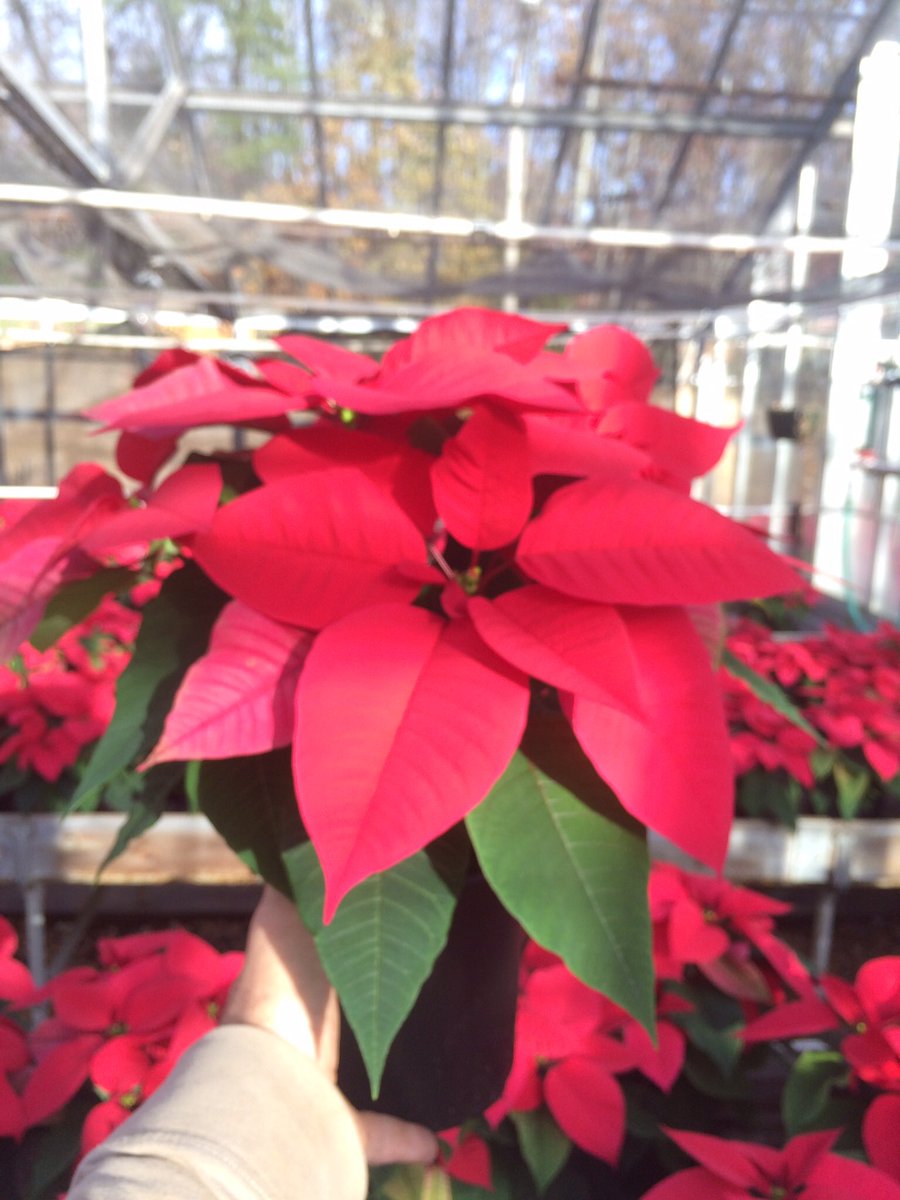 We have a few poinsettias left in the greenhouse.  Contact Mr. Rossi to arrange a pick up today!  These beauties will not last much longer
