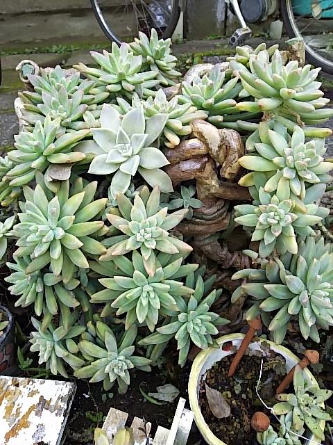 Rakuraku 楽楽の陶雑貨 北側地植え多肉花壇の掃除のこと Amebaブログ更新しました T Co Cw5zopsjew 多肉花壇 Amebaブログ更新 多肉ガーデン Rakuraku 楽楽の陶雑貨 北側地植え多肉花壇の掃除のこと Amebaブログ更新しました T Co Cw5zopsjew 多肉花壇 Amebaブログ更新 多肉ガーデン