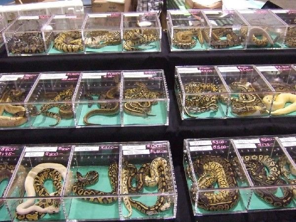 GoDucksGraphics's tweet image. Gotta go to the store and pick out a new coach.