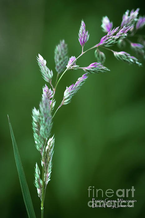 DPerryLawrence's tweet photo. New artwork for sale! - "Prairie Grass at Dusk" - https://t.co/66B6Iopdj6 @shoppixels https://t.co/lPKa75jsbJ