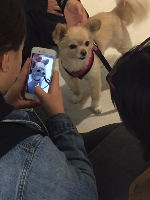 LangaraLibTech's tweet image. Canines on Campus – Students and staff got some snuggles in with a therapy dog or three.