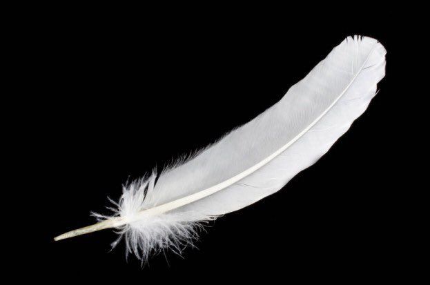 Got a few of these collected now. Will be sending them to those who are coming to an end #whitefeather