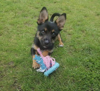 millypod1's tweet photo. πJACK #Lost #ScanMe Terrier Cross #PUPPY Male
Grasmere Crescent in High Lane #Windlehurst #Stockport #SK6
#SK2 #SK7 #SK12 #SK22
https://t.co/LaahVM6cpl https://t.co/vPV5qaKH0x