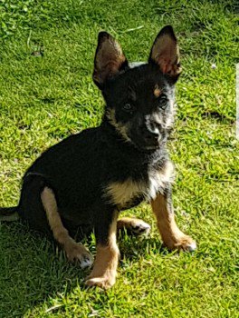 millypod1's tweet photo. πJACK #Lost #ScanMe Terrier Cross #PUPPY Male
Grasmere Crescent in High Lane #Windlehurst #Stockport #SK6
#SK2 #SK7 #SK12 #SK22
https://t.co/LaahVM6cpl https://t.co/vPV5qaKH0x