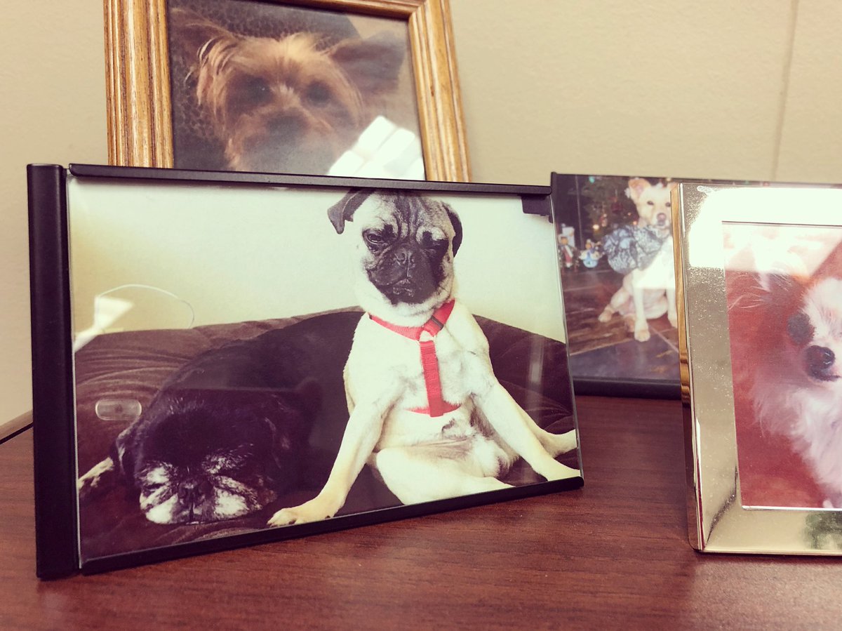 TreySerna's tweet photo. It only took me a year and a half to finally get a photo of my boys up on the βpet shelfβ in the office. Miss you, Elron! #thepugiscooper #elronthepug #memories #procrastination https://t.co/afL6VFihT8