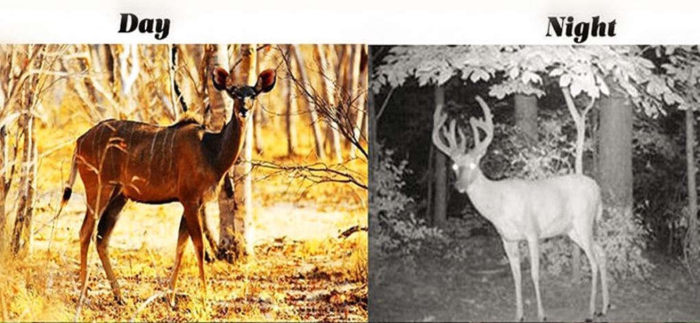 QuickernShop's tweet image. You never know what you'll find with this trail 12MP cam! Leave it anywhere and it will send pictures right to you! Find it at tinyurl.com/y7ch6x9k

Get more amazing products like this @quickernshop 
#greatoutdoors #wilderness #wildlife #hunting #nature #trailcam