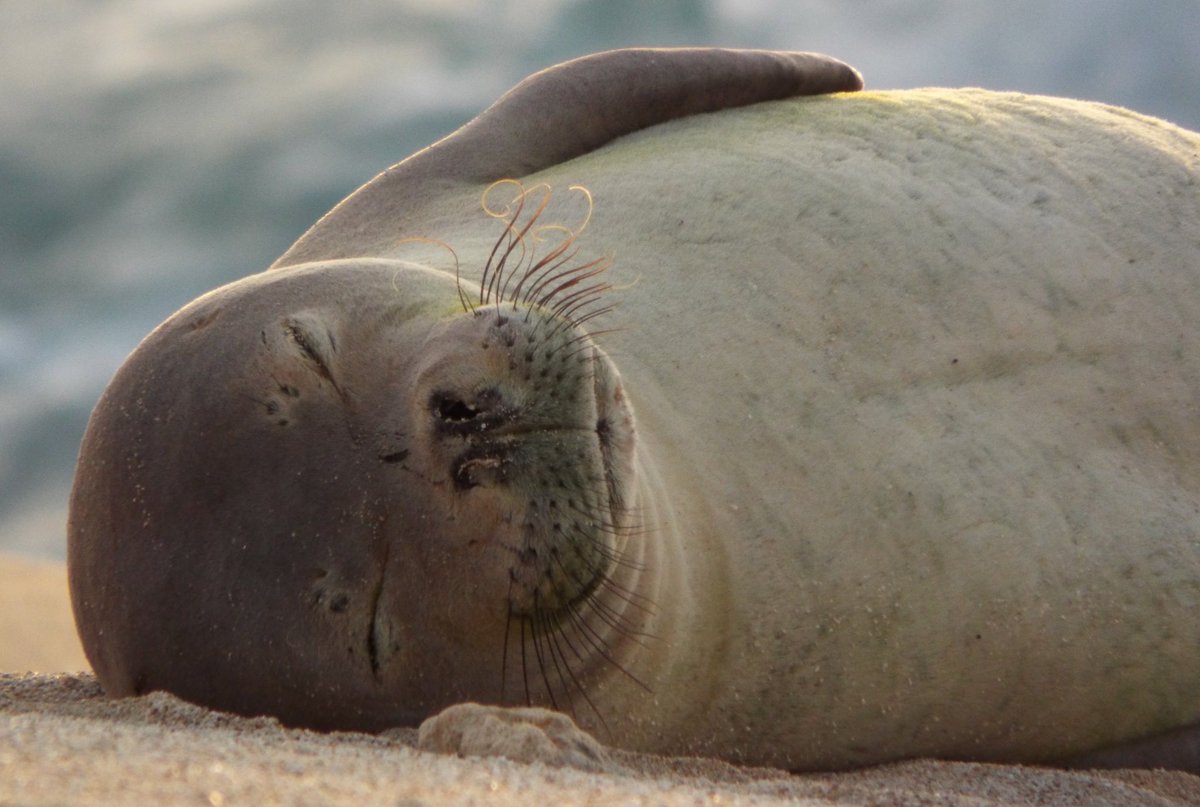 Lanikai Brewing (@lanikaibrewing) on Twitter photo Join us tonight 12/5 as the <a href="/HIMarineAnimal/">Hawaii Marine Animal Response (HMAR)</a> team shares how our monk seals are doing and discusses how all of us can help preserve these endangered species. bit.ly/savemonkseal Join us tonight 12/5 as the <a href="/HIMarineAnimal/">Hawaii Marine Animal Response (HMAR)</a> team shares how our monk seals are doing and discusses how all of us can help preserve these endangered species. bit.ly/savemonkseal
