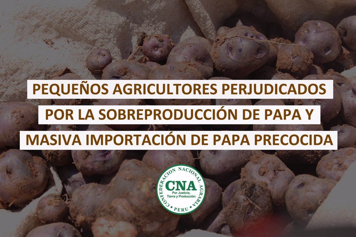 Pequeños y medianos agricultores seriamente afectados ante la sobreproducción de papa y el incremento de importación de papa precocida, situación que ha generado que vendan sus productos a bajísimo costo, ocasionando graves pérdidas➡️goo.gl/v23UK1