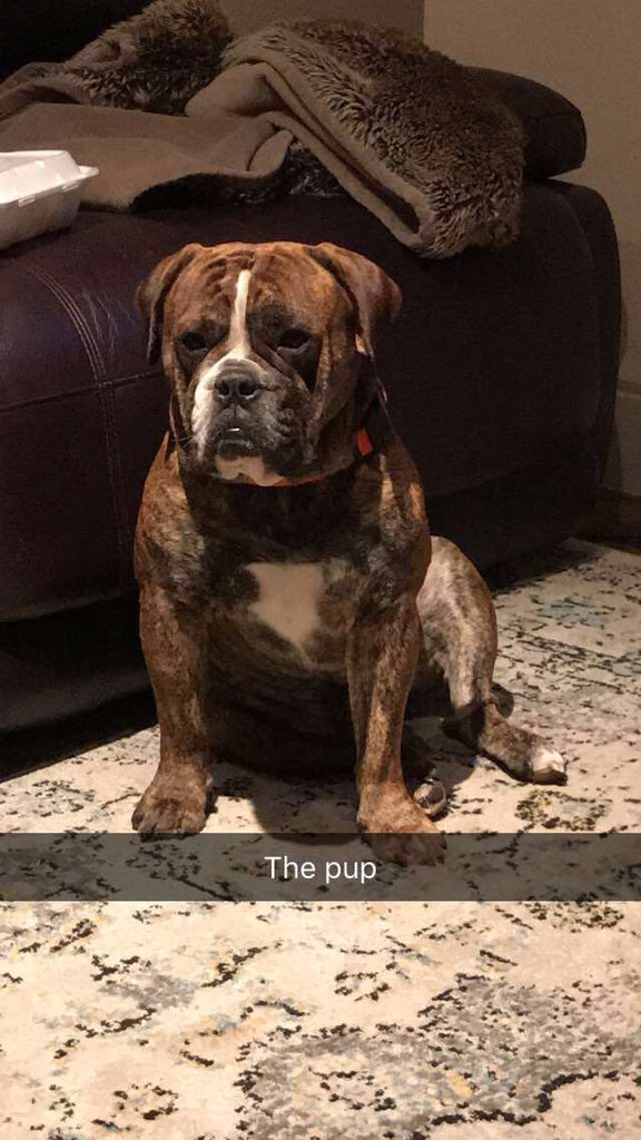 swole university on twitter send dog pics