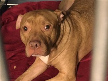 MoishesMom's tweet photo. Kirk is dead! Killed by NYCACC—the Petri dish of disease and death in NYC! I’m so sorry no one came for you sweet gorgeous boy! 💔😭 https://t.co/58NBEm9z8H