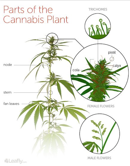 CarverJohns's tweet photo. Marijuana Plant Anatomy

https://t.co/Bgqp6ouawK

#GrowYourOwn #MMJ https://t.co/6W4CR7Zgid