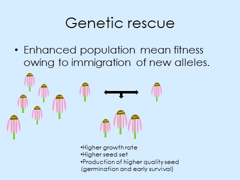 What's genetic rescue? In this experiment we introduced new alleles to try to increase fitness. Did we? echinaceaproject.org/2017-update-ri… #prairie #Genetics