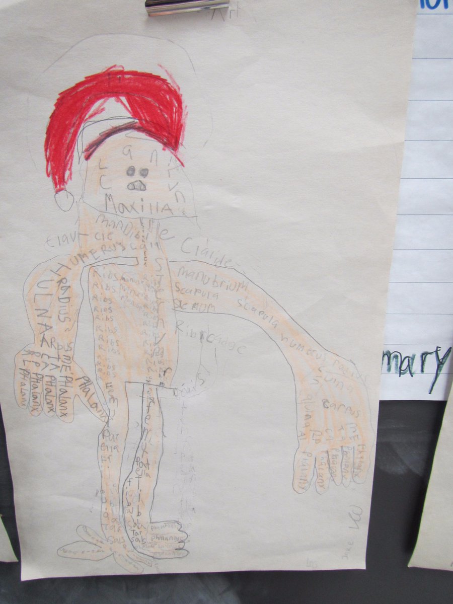 SebastienTeach's tweet photo. A skele-ton of fun was had with our grade 6 class, but alas, the skeletal unit comes to an end, on to muscles! (Part #2) @StLukeOttawa https://t.co/9BpEEloKEv