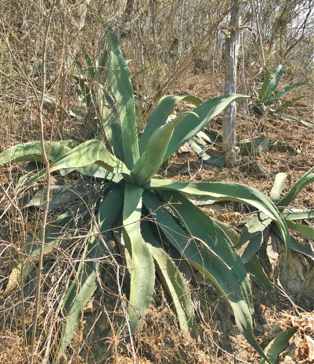 #SabíasQue ¡El #Tepeztate es una variedad silvestre de agave mezcalero que puede tardar hasta 35 años en madurar! 👉 mtr.cool/akipqjo