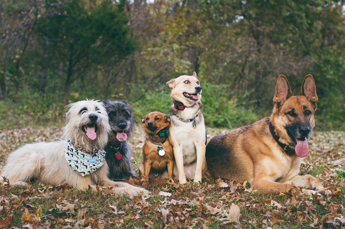 scholarlystrays's tweet photo. Scholarly Strays is now packed up with @leadyourdog out of Joplin, MO. We can’t wait for the new adventure. Keep an eye out for updates and pictures. https://t.co/gbGkyA5olG
