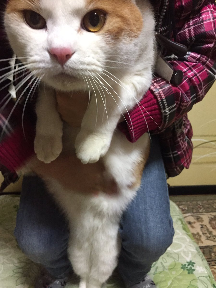 鈴木 5cats On Twitter 雪が積もってますね 偵察に と 出かけようとして即捕獲される茶色さん W ฅ おはようございます 捕獲萌え