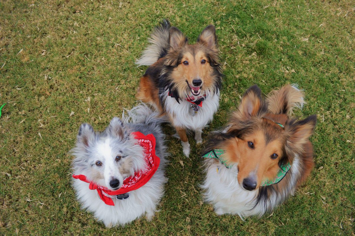 ewadswo's tweet photo. You already know what’s up 🎄🐶 https://t.co/nwqwr20hol