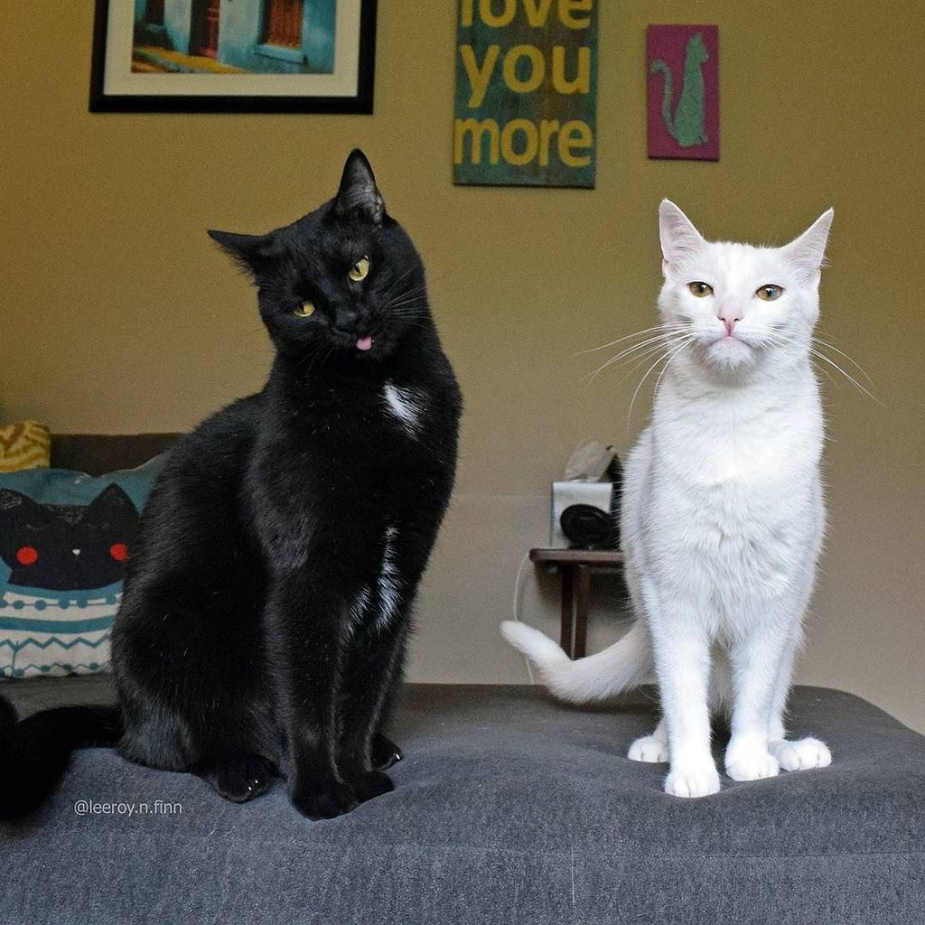 leeroy_n_finn's tweet photo. We all have that one furiend who goes a little overboard on the catnip. #thatonefriend #dude #alittletoomuchfun
#π± #LifeWithLeeroy
#π #FunWithFinn https://t.co/mLsKz8doRf https://t.co/vU98NQbWXz