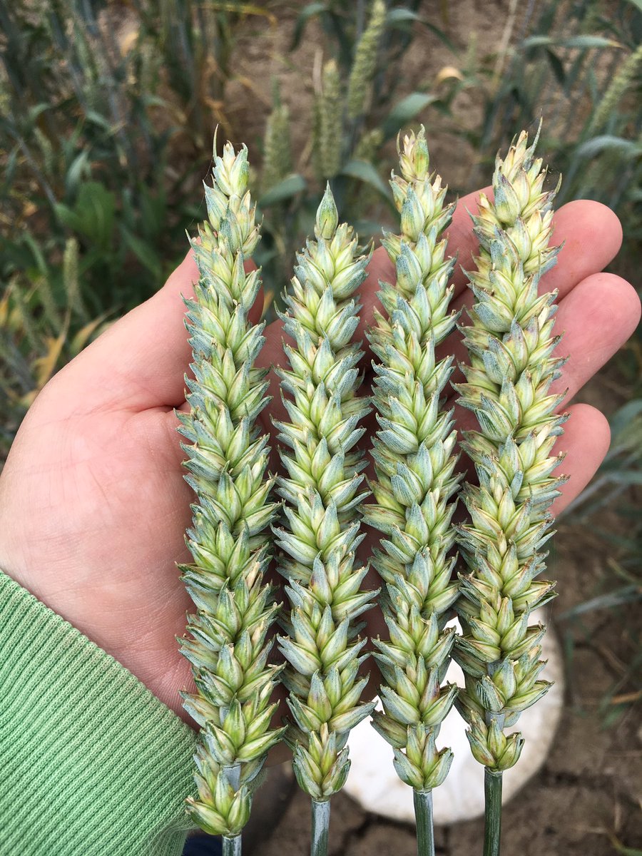 AParidaen's tweet photo. Manning winter wheat showing us where its yield comes from. Up to 6 wide and still hanging on to green leaf @BenDumesny @SouthernFS https://t.co/ErGjqXfeBi