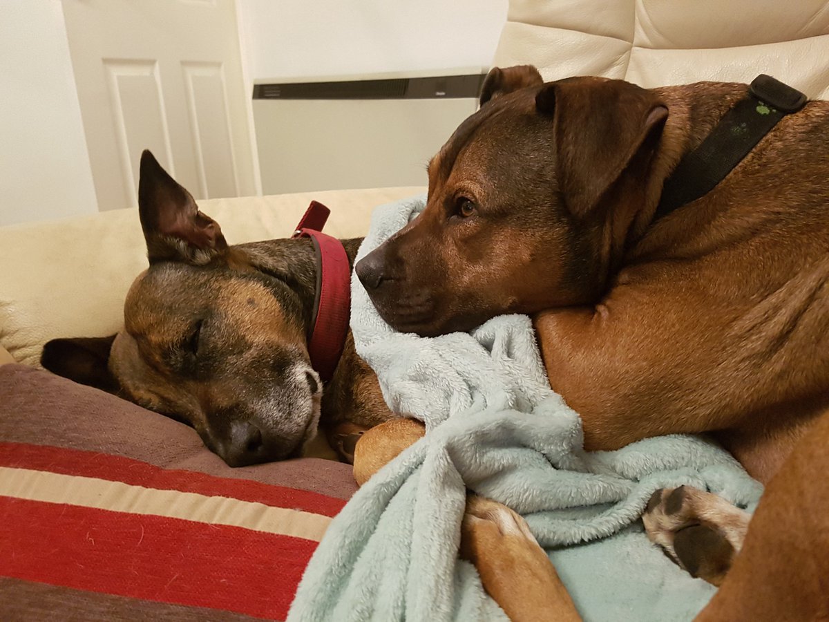 dogloverfans's tweet photo. There's a lot of love in this room!! https://t.co/KQuejoSPc1