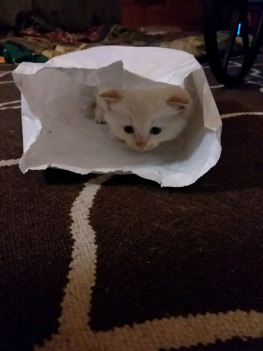 clappem28's tweet photo. @tvilleneuve1 are you jelly of my new kitty https://t.co/KUo9zBBk6y