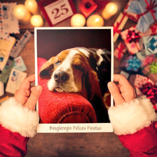 Beagleregio's tweet photo. #NuevaFotoDePerfil https://t.co/X5ISASphri
