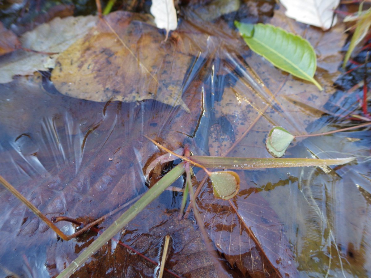 植物多様性センター 神代植物公園 今朝の屋外の最低気温は1 3 この冬 の最低気温を記録しました デンジソウなどの水草の入った鉢は氷っていました 冬 は休眠してしまう水草を 情報館ではヒーターつきの水槽で展示を行っています コウガイモ マツモ 植物多様性センター 神代植物公園 今朝の屋外の最低気温は1 3 この冬 の最低気温を記録しました デンジソウなどの水草の入った鉢は氷っていました 冬 は休眠してしまう水草を 情報館ではヒーターつきの水槽で展示を行っています コウガイモ マツモ
