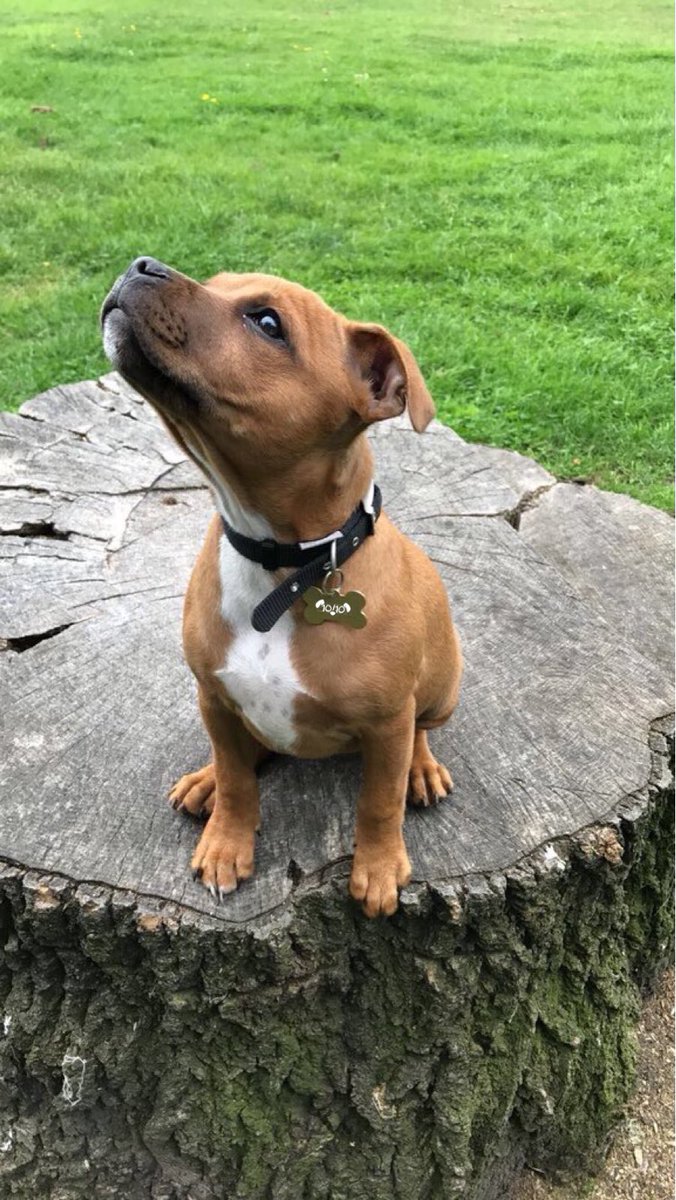 dog_rates's tweet image. This is Elsa. She hath claimithed the stump. It is hers now. Nothing you can do about it. 13/10 still waiting on her ice powers