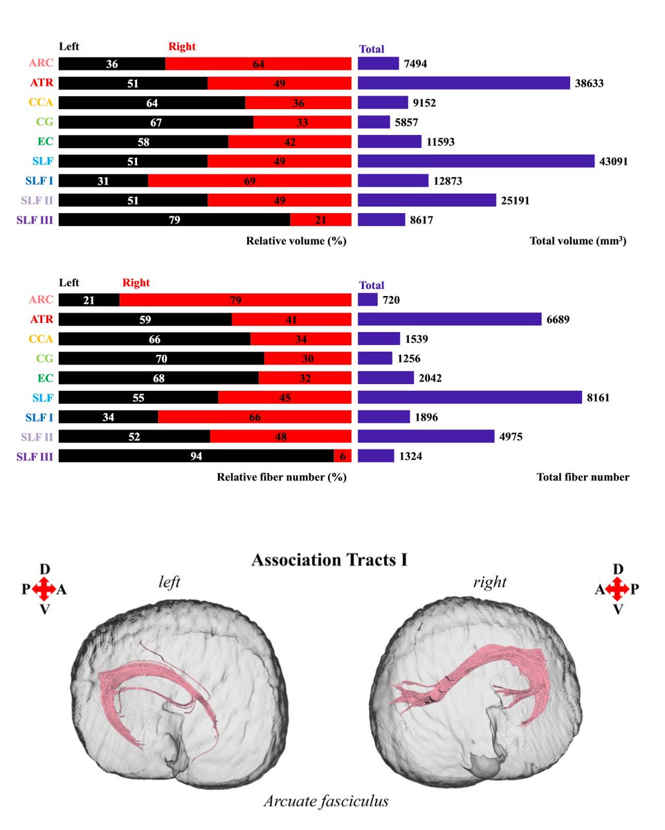 abenitezburraco's tweet image. Dolphins exhibit pervasive leftward asymmetry of cerebral white matter tracts. However, the arcuate fasciculus (linked to human language evolution) exhibits rightward asymmetry link.springer.com/article/10.100… #lateralization #animalcommunication @silParacchini @SpringerLing