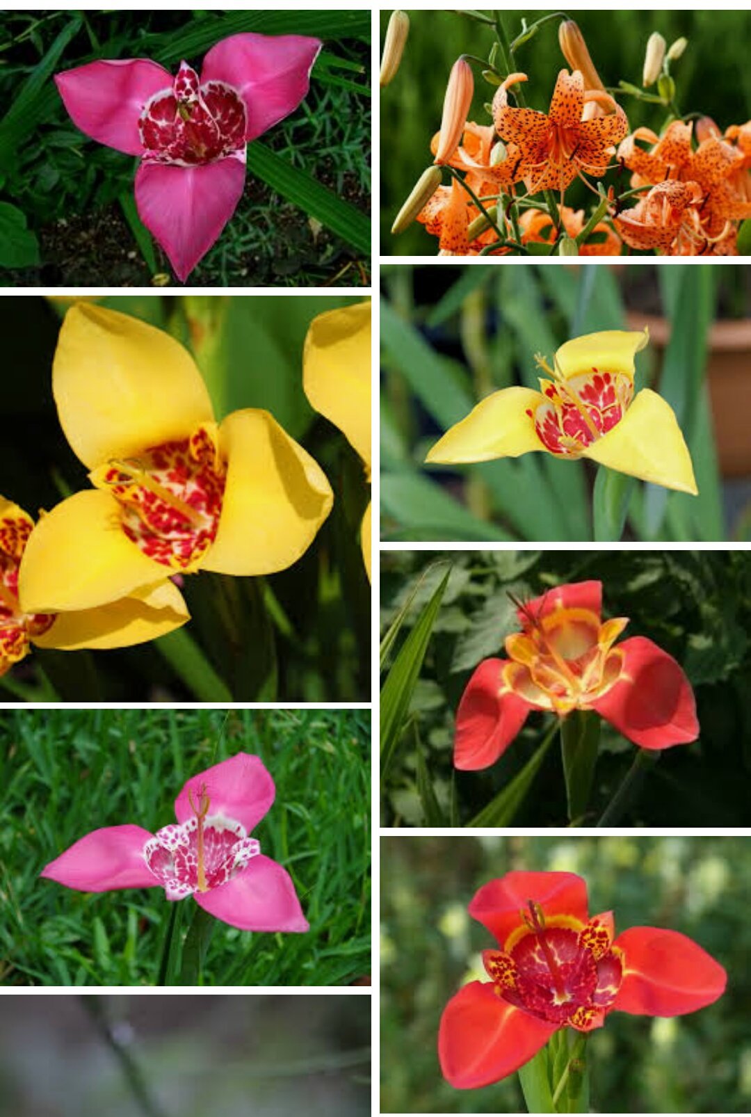 帰ってきたリレン 独歩くんと一二三くんにガタガタしてるみんなに送りたい黄薔薇の花言葉 プラスの意味 友情 献身 可憐 美 さわやか あなたを恋します マイナスの意味 ジェラシー 薄らぐ愛 恋に飽きた 別れよう やばい 黄薔薇は幼い恋心の象徴なん