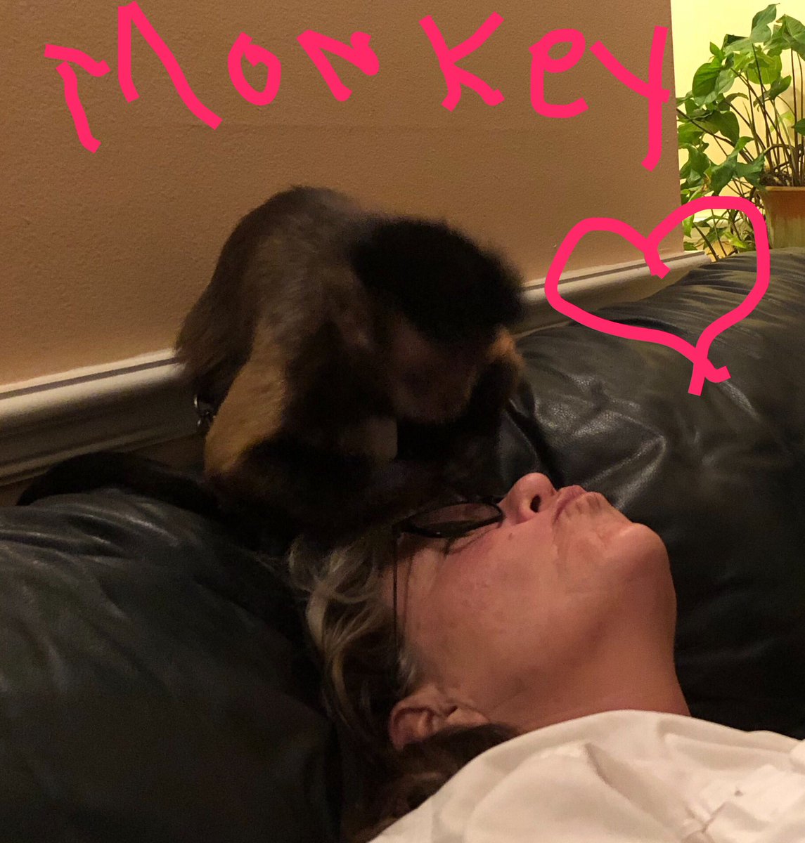 MackinApril's tweet photo. Monkey love our last nights hanging out!!! @drybuddies we should make one for monkeys. https://t.co/Dtoe6EiiFT