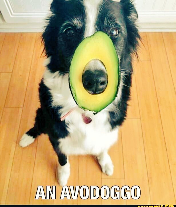 Th3_r3al_Shrek's tweet image. #Avocadoland