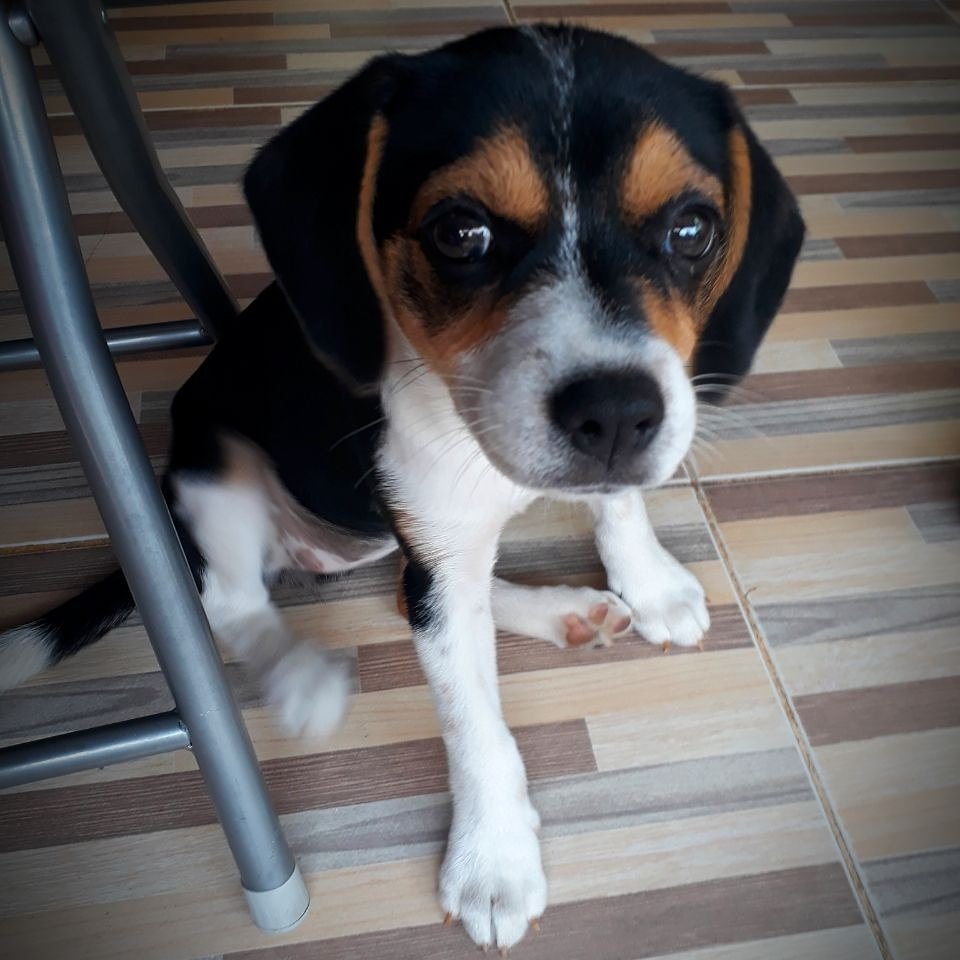 MenilAnindya's tweet photo. @VRadioFM @anyadwinov @HilbramDunar Baru aj adopsi anak anjing..Ginger https://t.co/18Iyw5h05d