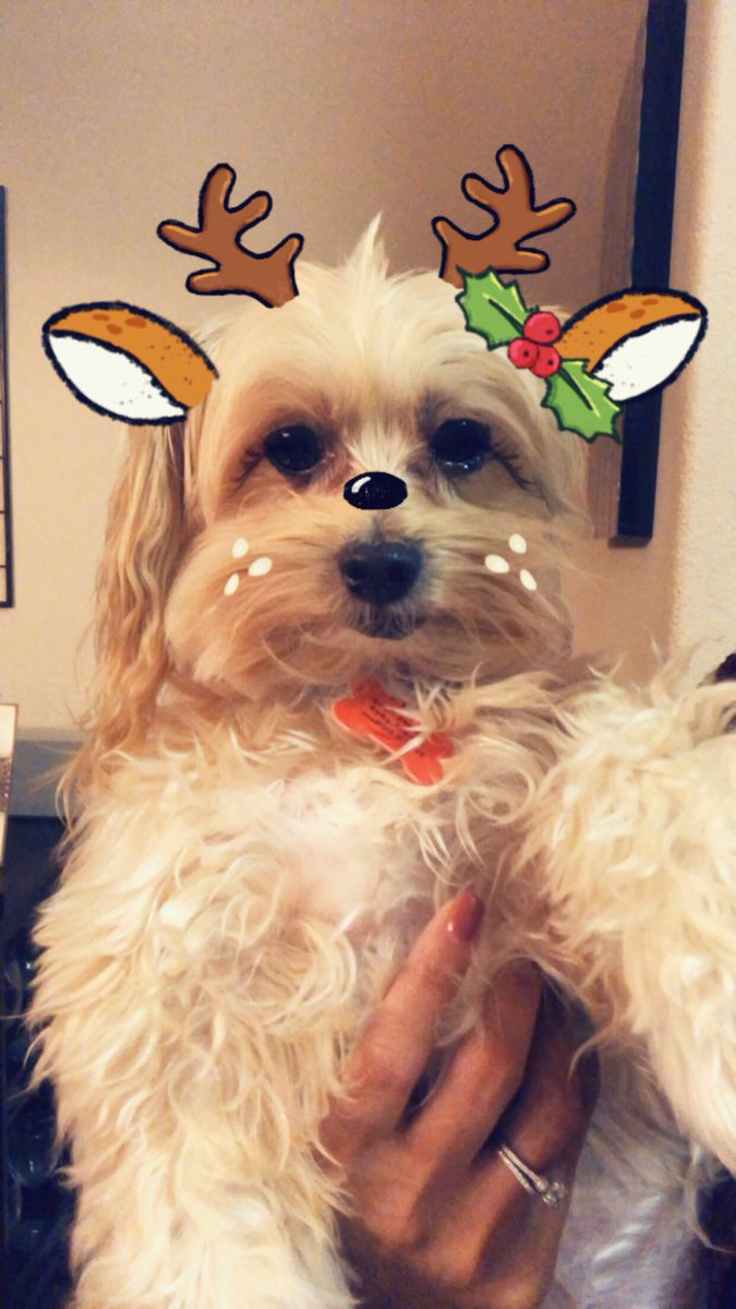SirDukeTHEpup's tweet photo. Tis the season! #DukeysDailyFilter @snapchat https://t.co/MNumoTKjeg
