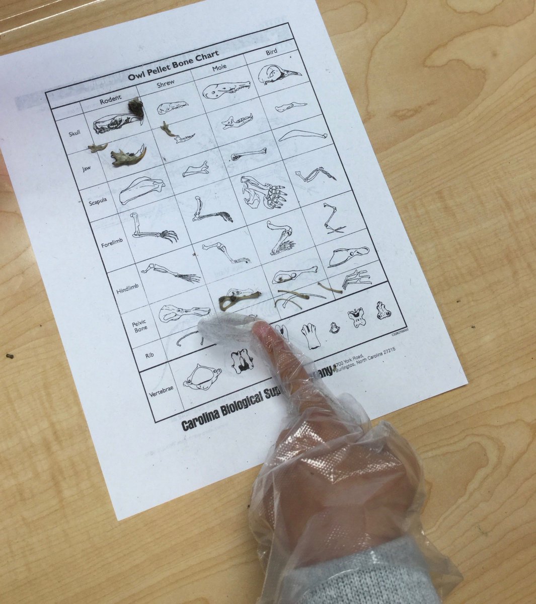 vongerer's tweet photo. Rosemary 3rd graders having fun dissecting Owl Pellets as part of our animal adaptations study! #cusdrockstar https://t.co/C6v7mxqOOx