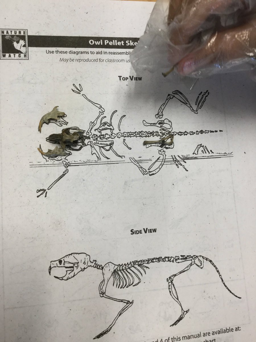 vongerer's tweet photo. Rosemary 3rd graders having fun dissecting Owl Pellets as part of our animal adaptations study! #cusdrockstar https://t.co/C6v7mxqOOx