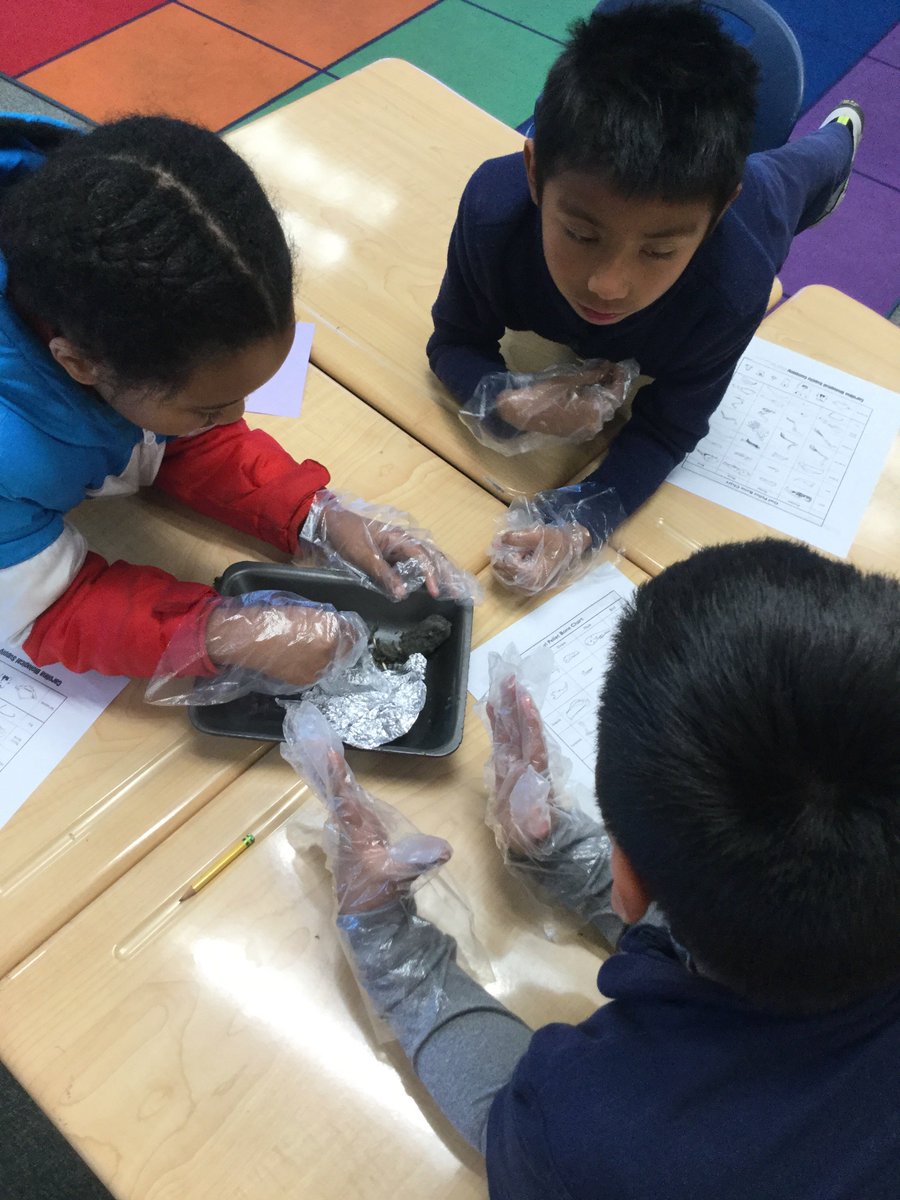 vongerer's tweet photo. Rosemary 3rd graders having fun dissecting Owl Pellets as part of our animal adaptations study! #cusdrockstar https://t.co/C6v7mxqOOx