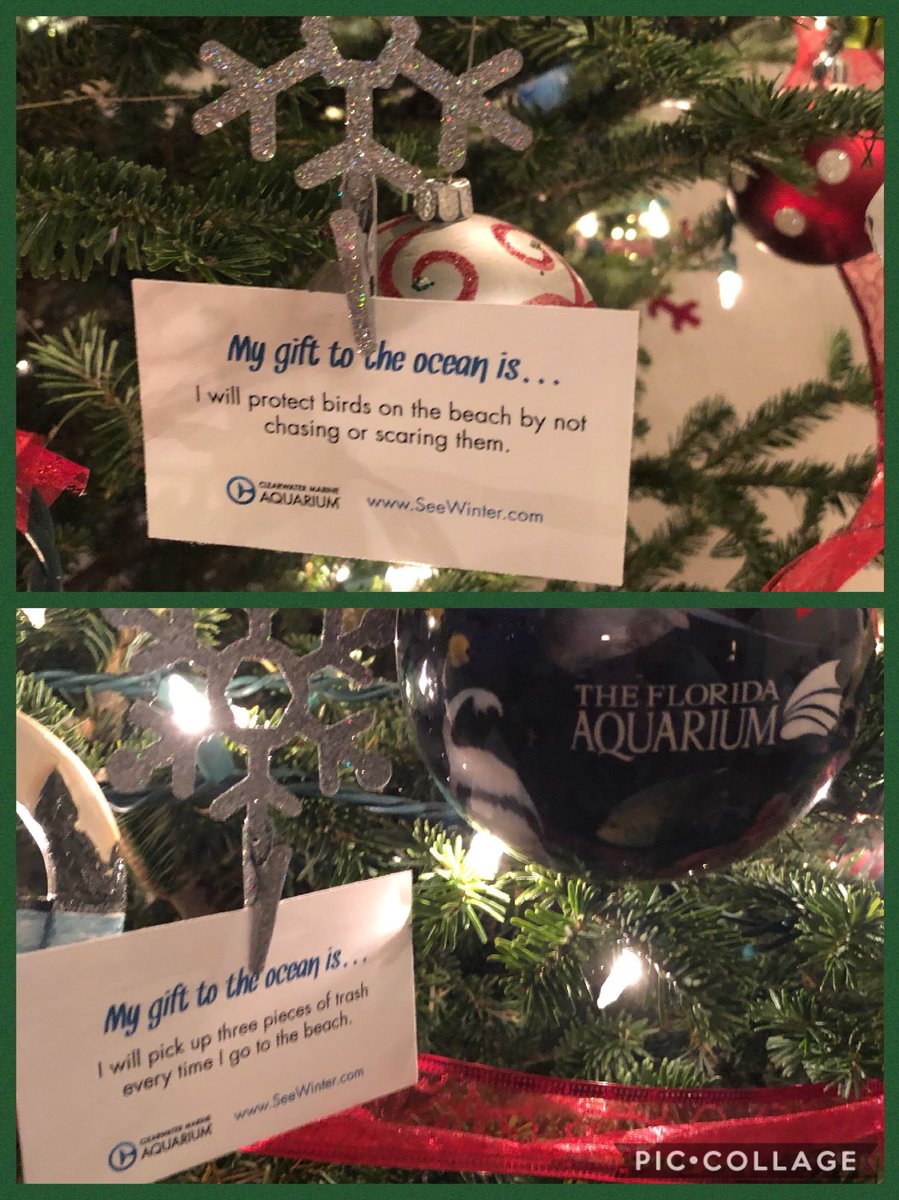 The children’s ornaments from <a href="/CMAquarium/">Clearwater Aquarium</a>! They’ve held to their promise to the ocean so far! #Christmas2017 #childrensornaments #gifttotheocean #teachthemyoung #leadbyexample