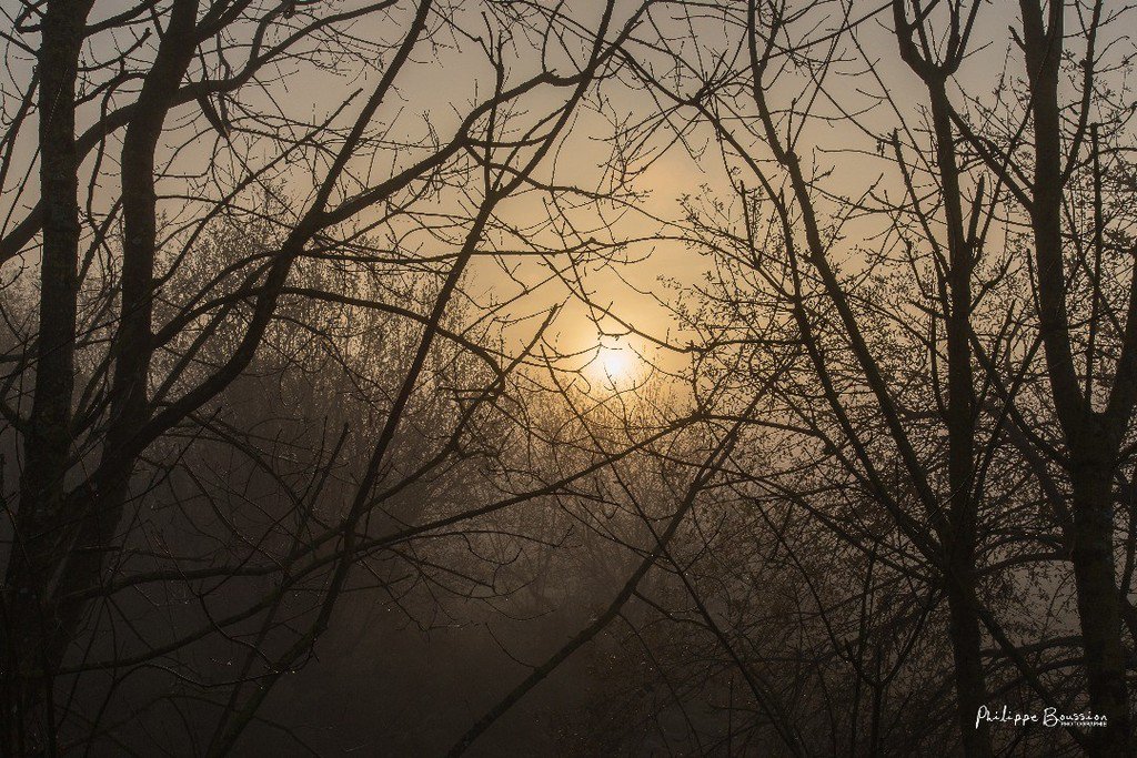 Jett1oeil's tweet photo. Enchevêtré ... #brumeux #leverdesoleil #deuxsevres
#sunrise #nature #automne2017 #igersniort #igersfrance #igersdeuxsevres #igers_poitiers #igerslarochelle #igersnantes #france4dreams #nouvelleaquitaine #nelleaquitaine_focus_on #france_focus_on #so_photo… https://t.co/HAtXAbdnl8 https://t.co/wtA1bdmDTr