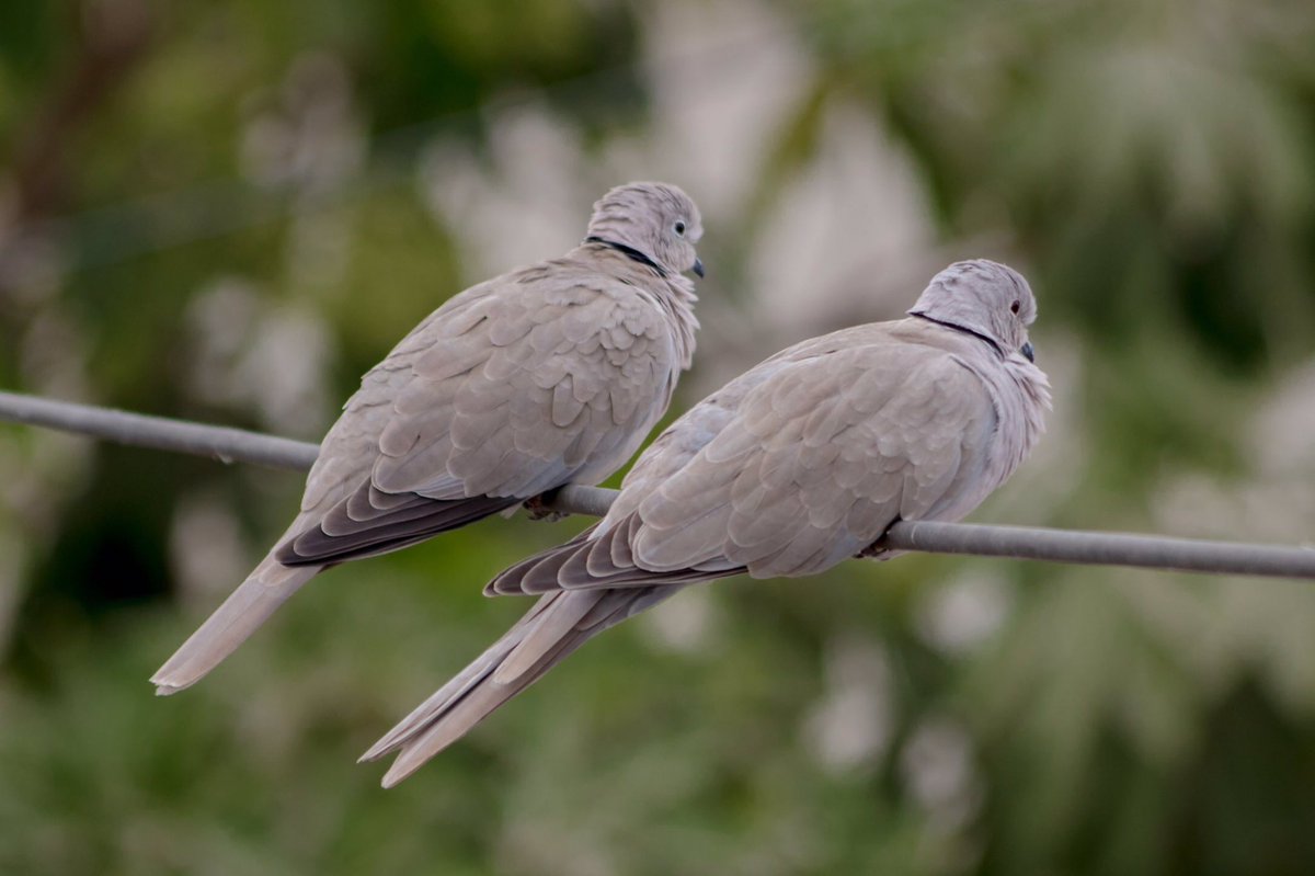 gauravrpanchal's tweet photo. #birds #lovebirds #couple #coupleportrait #birdsportrait #birdsphotography #birdsphoto #bestphoto #bestphotographer #worldbestphoto #1milliondollarphoto #amilliondollar #lovely #beautiful #cutecouple #lovelycouple #dove #dovebirds https://t.co/MIlEMI2pmc