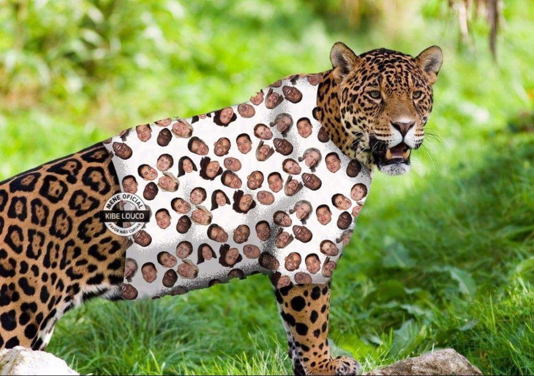 buliajufrem's tweet image. A onça que usa roupa de pessoinha