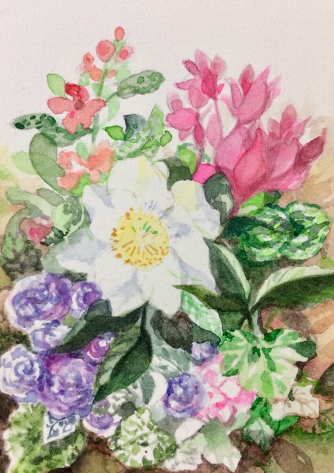 元の水彩画 シオン 花 イラスト 動物ゾーン 元の水彩画 シオン 花 イラスト 動物ゾーン