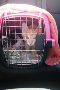 paws_intrepid's tweet image. Anyone out there ever struggled to get a cat in a carrier? Unfortunately, me too. But there are so many simple ways to make traveling in a carrier easier on your cat. Click the link for a few simple suggestions. buff.ly/2AM3S2d #cats #catcarrier #travelwithcats