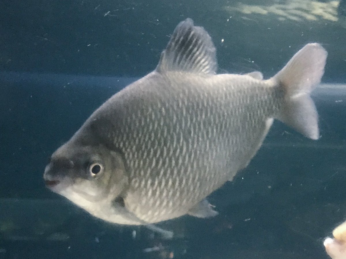 東京タワー水族館 でした Pa Twitter 丸々と太ったアフリカゾーンのディスティコダス アフィニス 何でもよく食べていいのですが ちょっとぽっちゃりですね 東京タワー水族館 でした Pa Twitter 丸々と太ったアフリカゾーンのディスティコダス アフィニス 何でもよく食べていいのですが ちょっとぽっちゃりですね