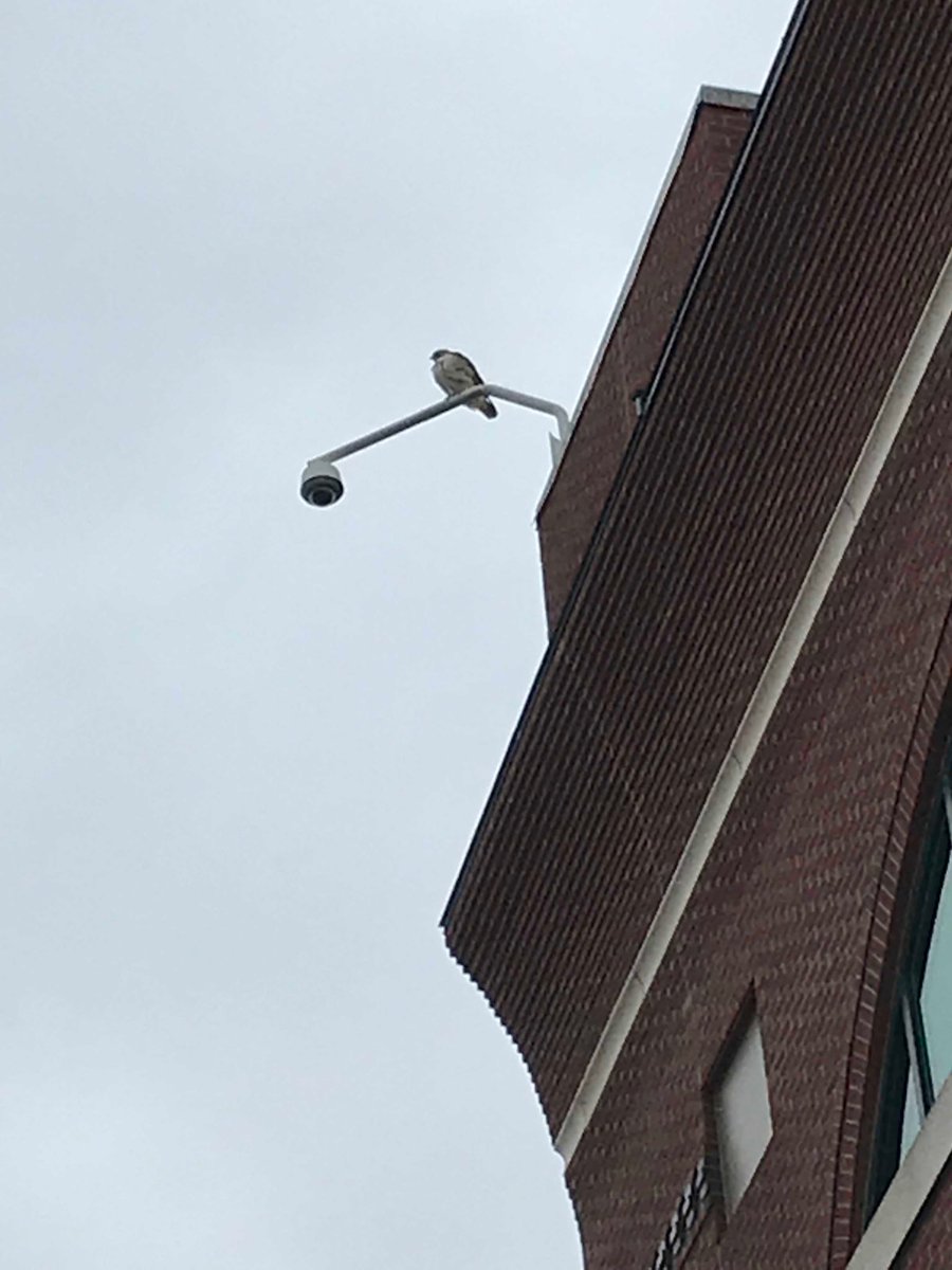 markhebert502's tweet photo. I hope the white squirrel knows what’s watching from 4 stories up on the UofL campus #lookingForLunch #MrHawk https://t.co/kXhUetRfXn